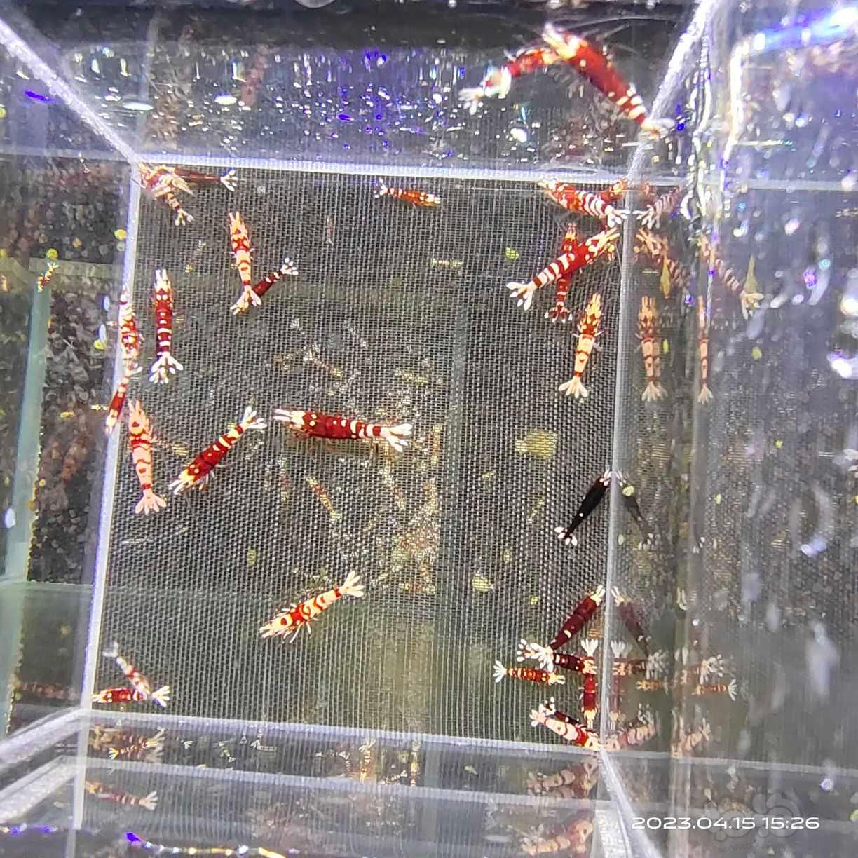 【水晶虾】出淘汰红花虎，大小总计30只左右-图1