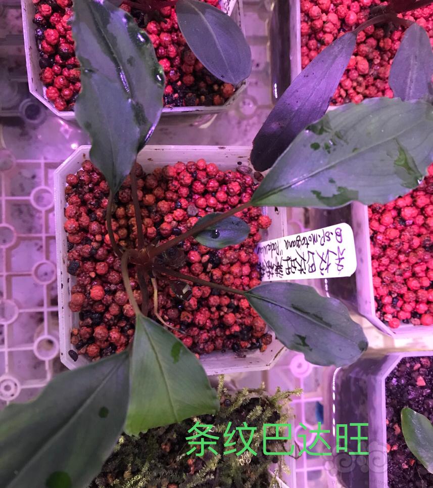 水上养殖的辣椒榕和水榕-图5