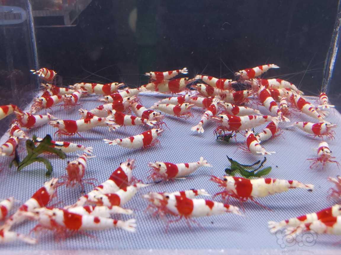 【虾】2023－04－06＃RMB拍卖红白水晶虾110只-图4