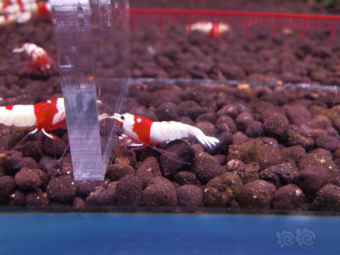 【水晶虾】长春出系统红白小虾-图5