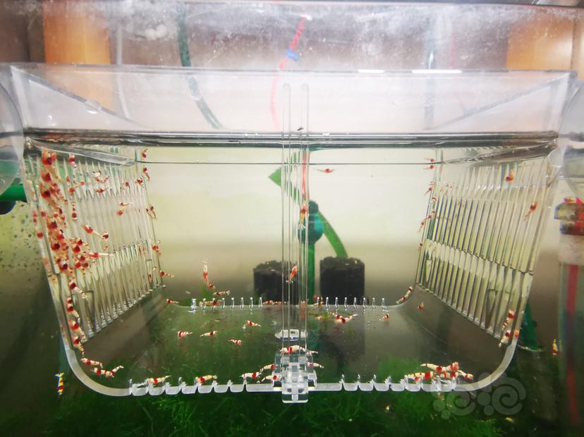 【虾】2023-04-14#RMB拍卖红白幼虾一组100只-图2