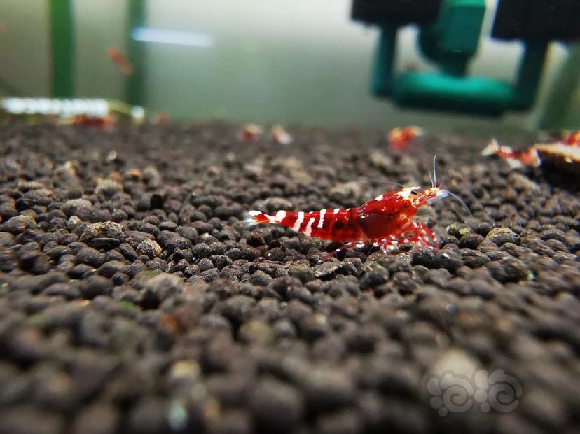 【虾】2023-04-05#RMB拍卖金属红幼虾一组6只-图3