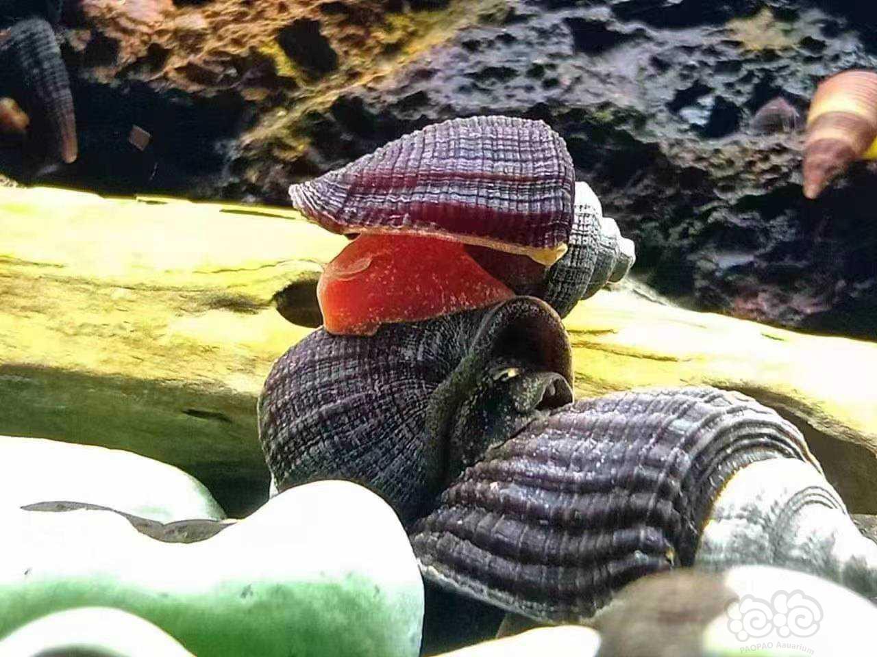 苏螺，红唇兔螺-图1