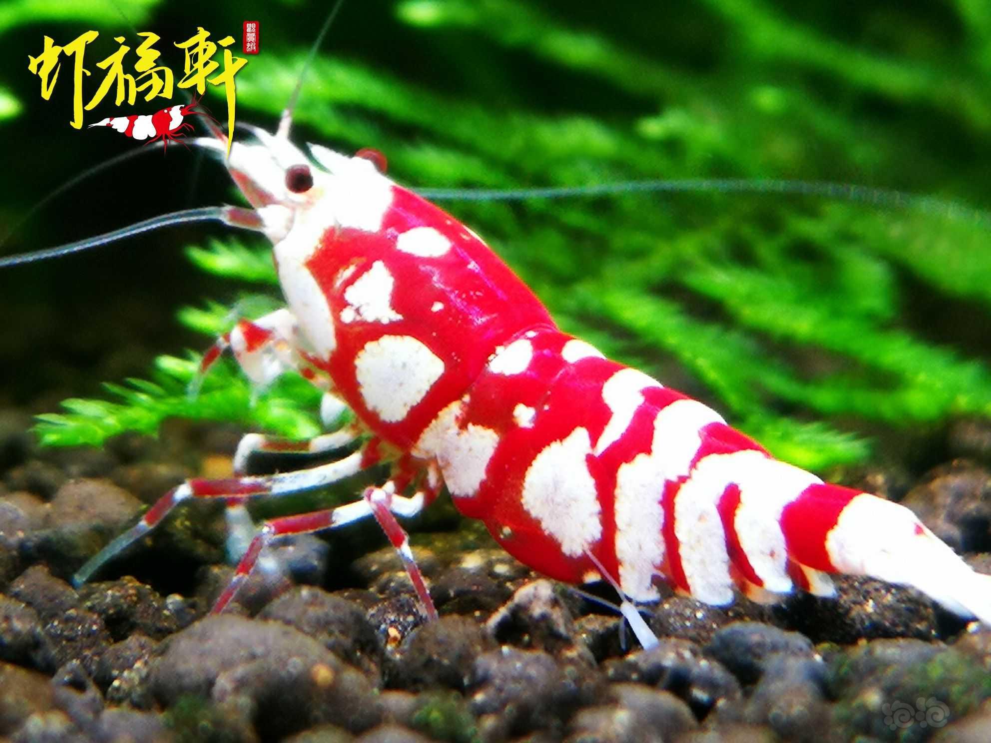 【虾】2023-04-20#RMB拍卖#优质红花虎2只-图3