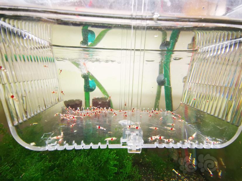 【虾】2023-04-26#RMB拍卖红白幼虾一组100只-图1