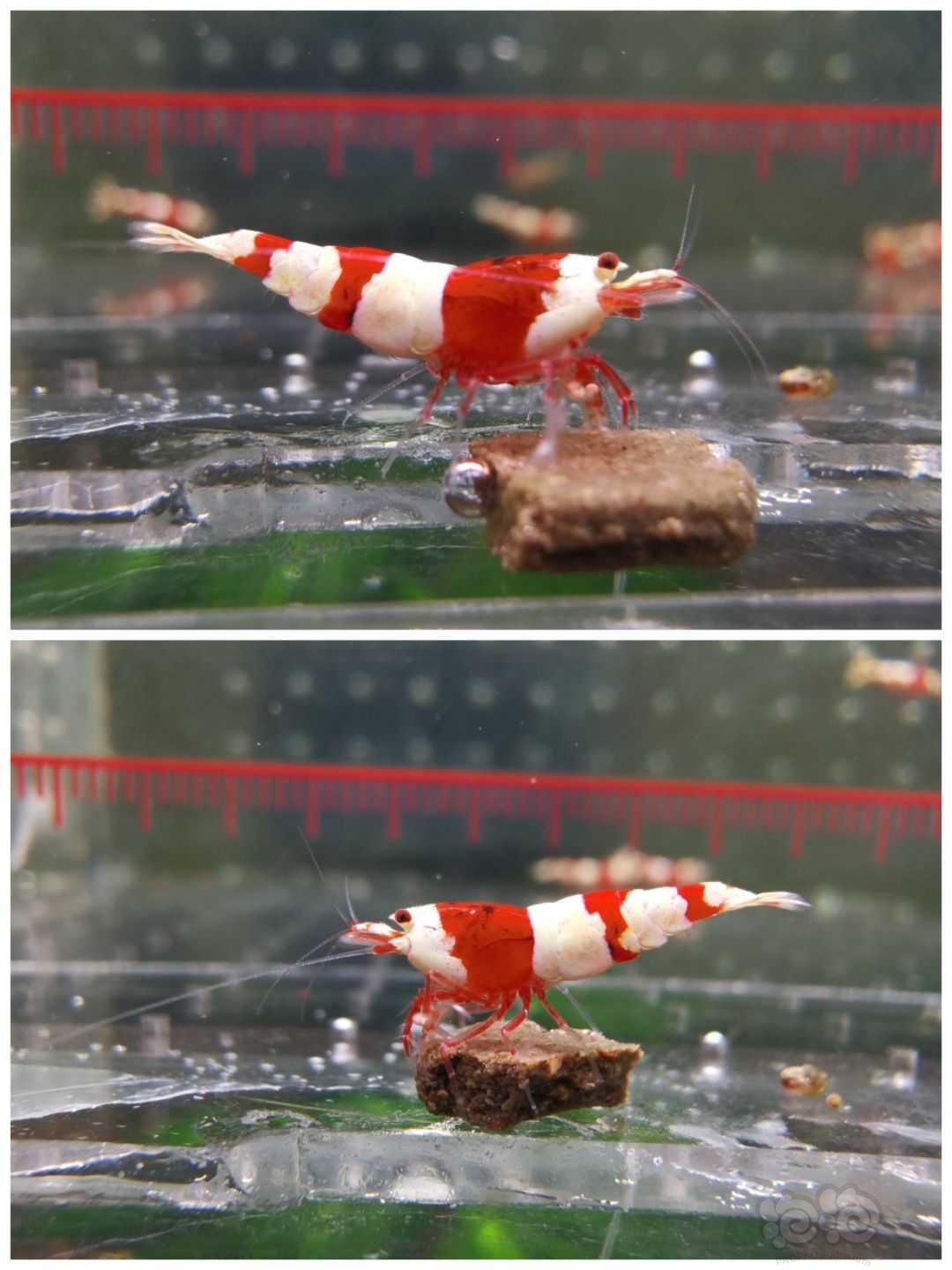 【虾】2023-4-13#RMB拍卖#红白水晶虾7只-图5