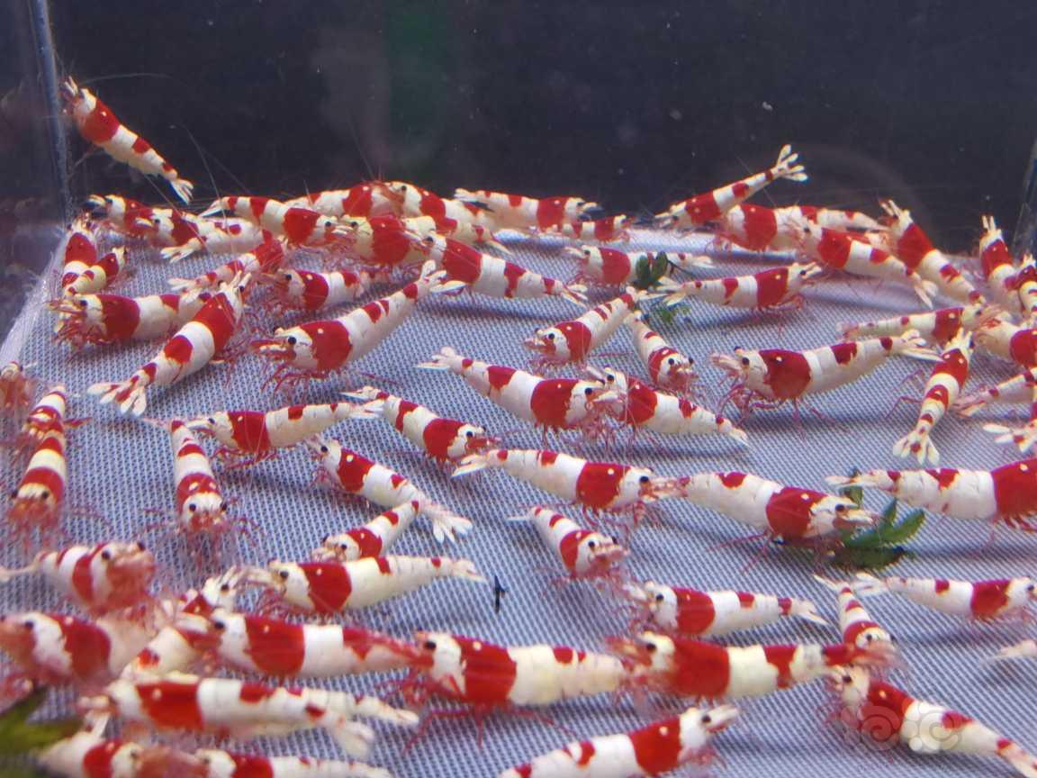 【虾】2023－04－06＃RMB拍卖红白水晶虾110只-图5