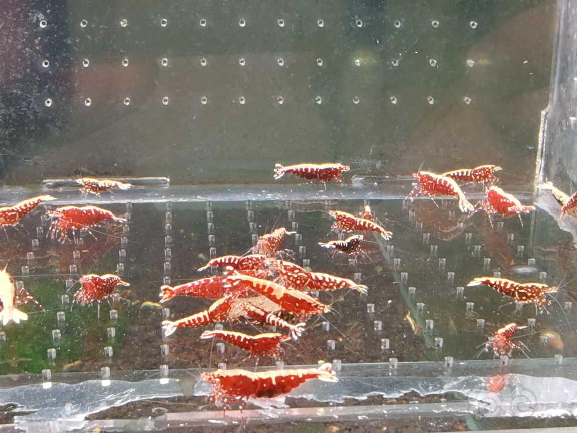 【虾】2023-04-21#RMB拍卖红银河雪花40只-图3