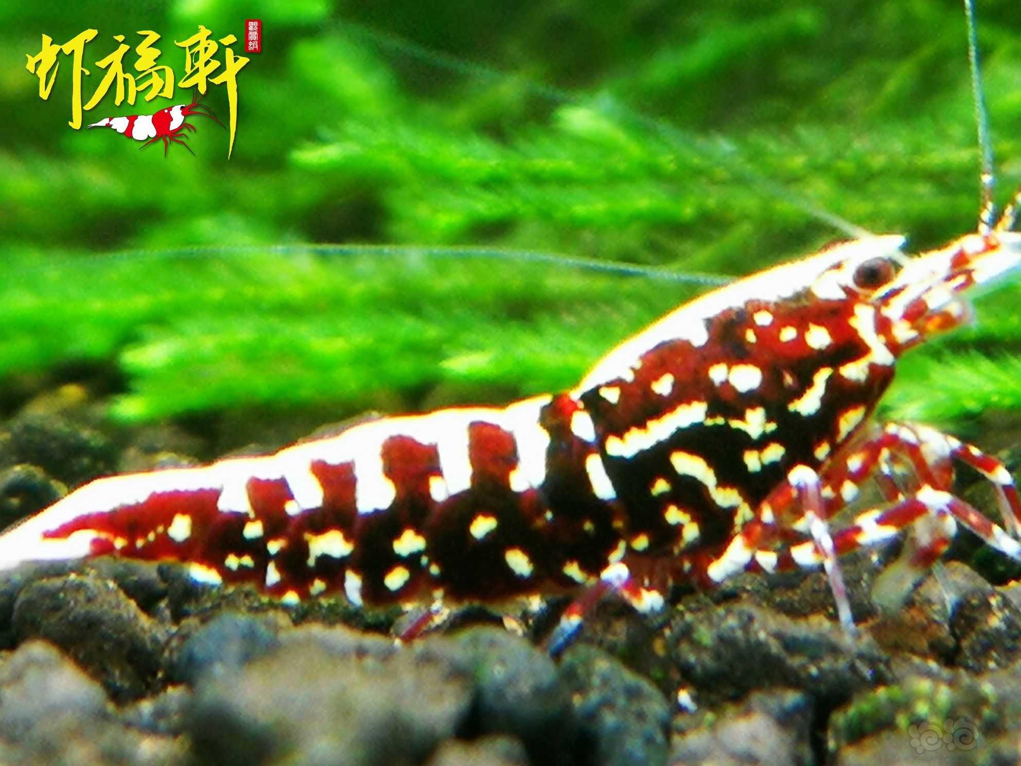 【虾】2023-04-23#RMB拍卖#深红银河雪花2只-图3