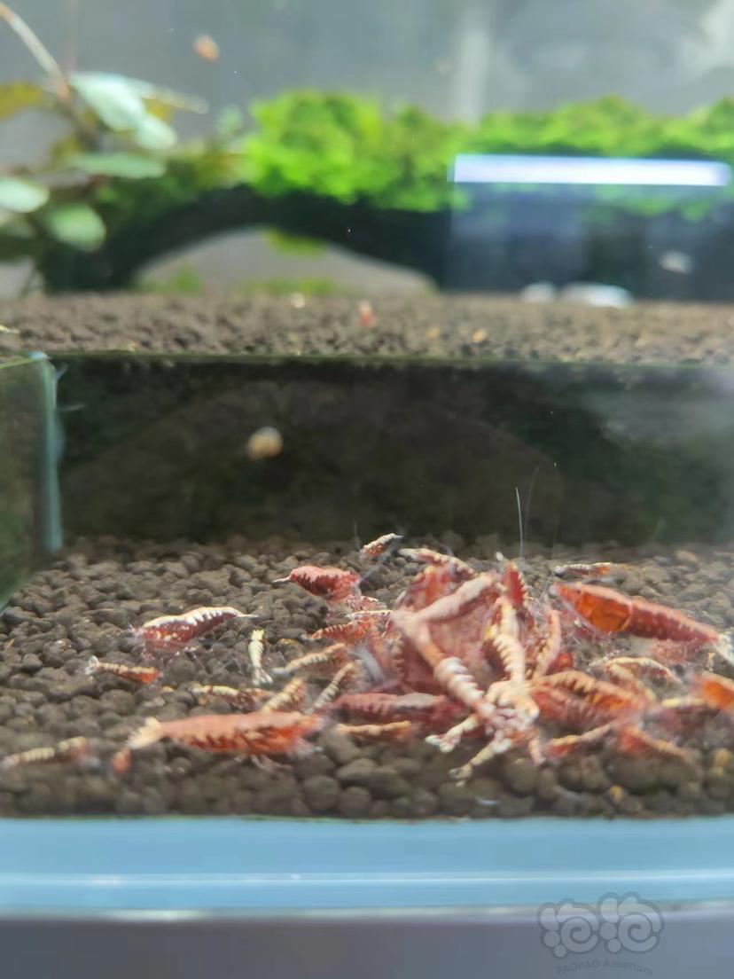 【水晶虾】出点红银河苗-图1