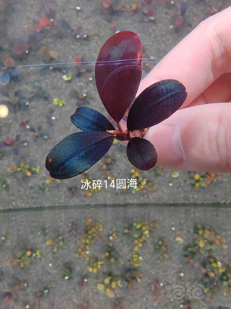 【水草】2023-04-18#RMB拍卖# 组合5颗辣椒榕-图2