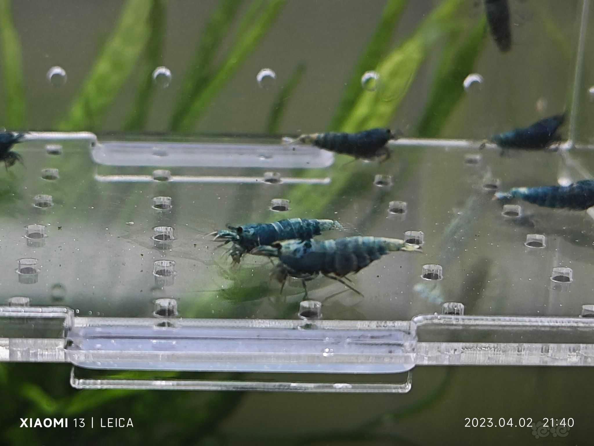 【水晶虾】出一份10只蓝金刚繁殖组-图1