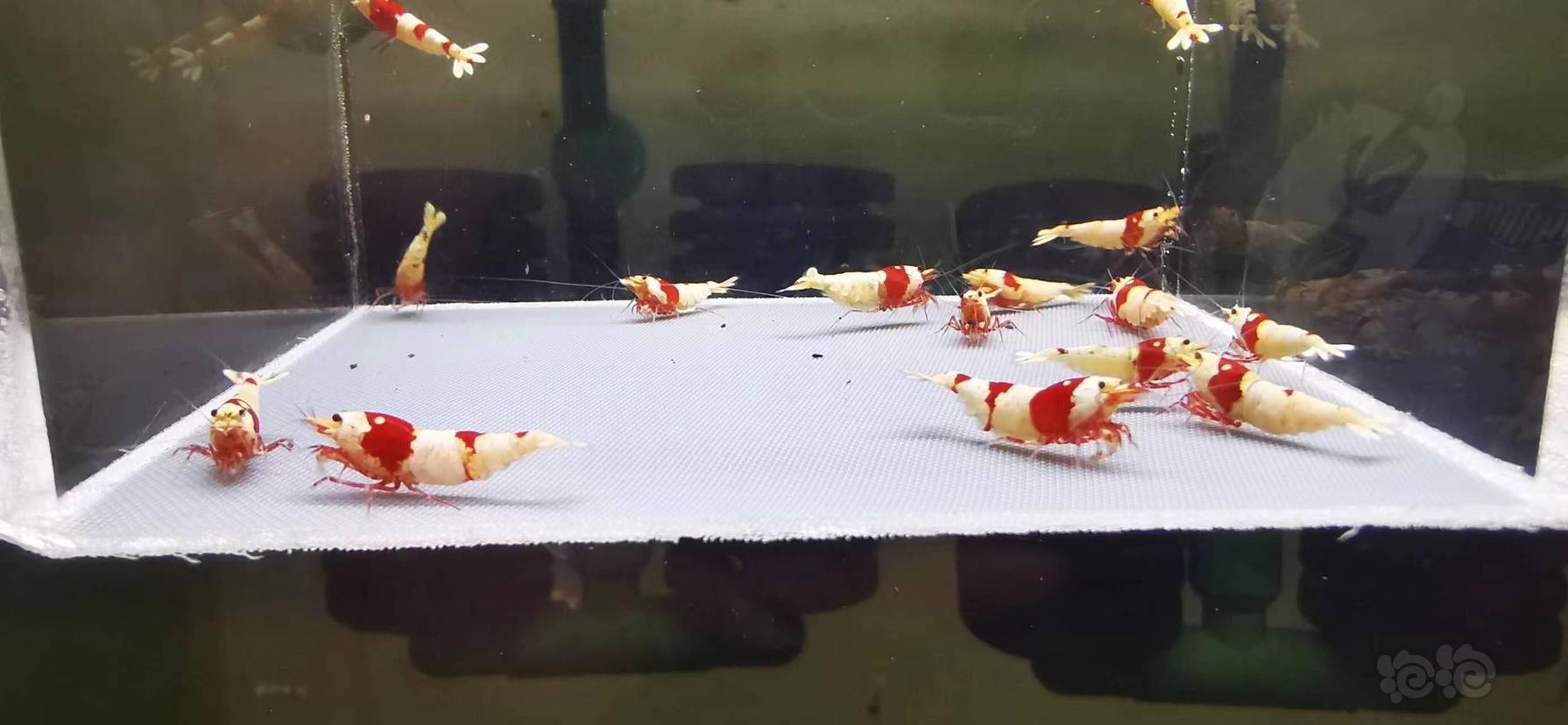 【虾】2023-04-11#RMB拍红白水晶虾繁殖组15只-图2