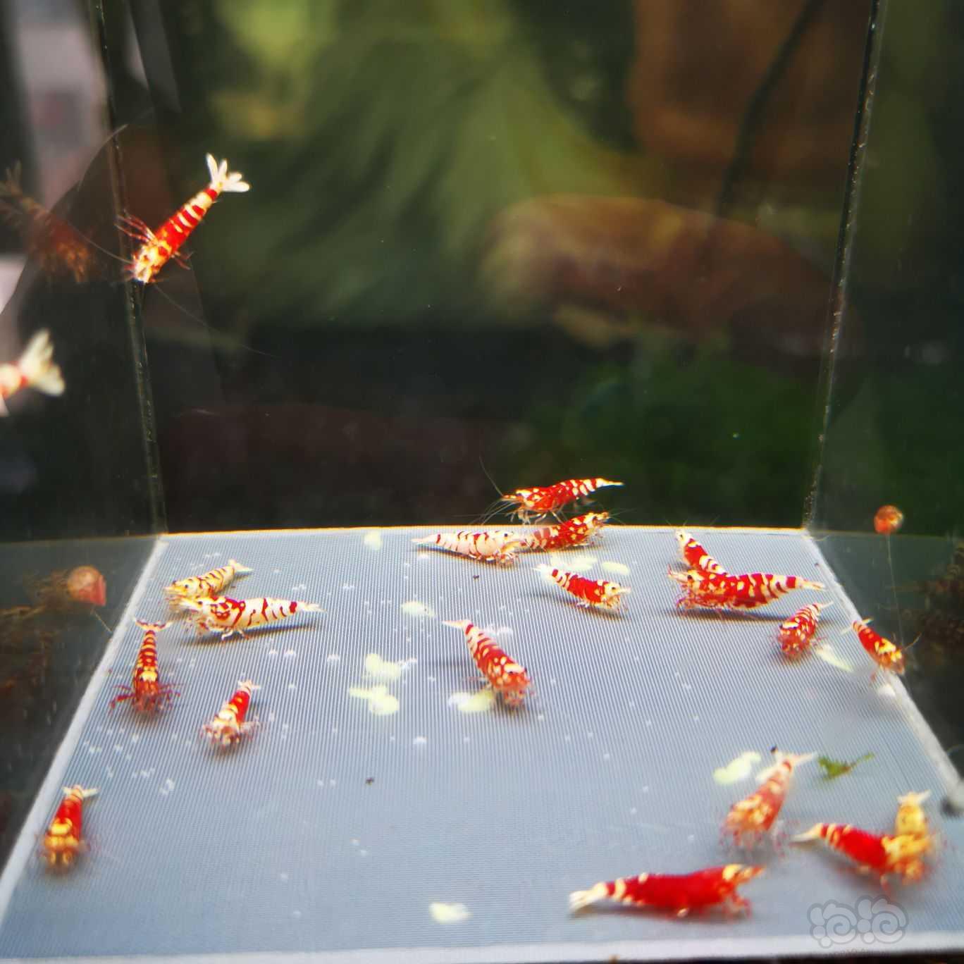 【水晶虾】出红花虎啊 20只-图1