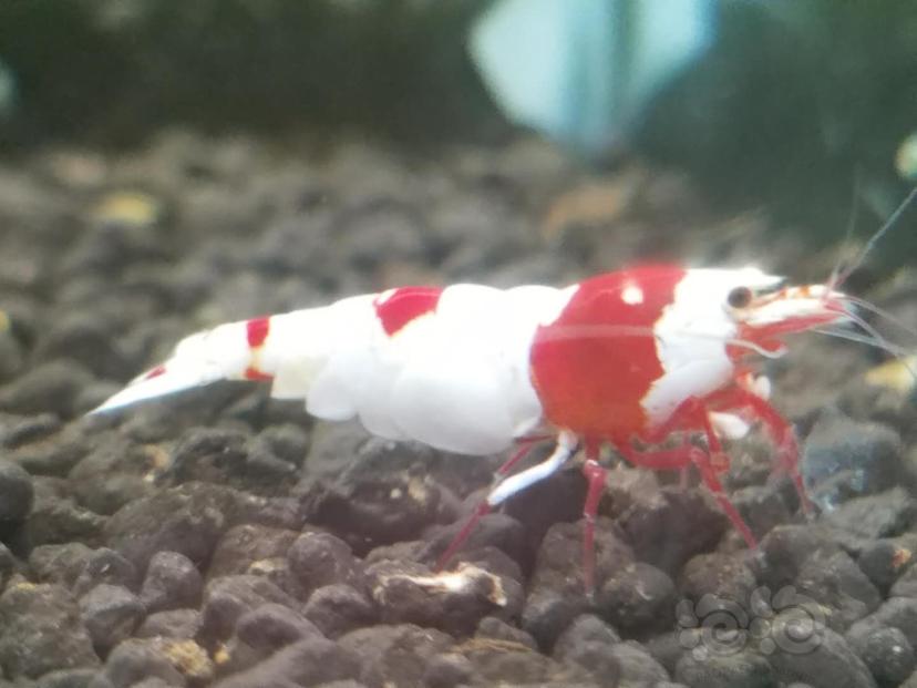 【水晶虾】出红白苗-图5