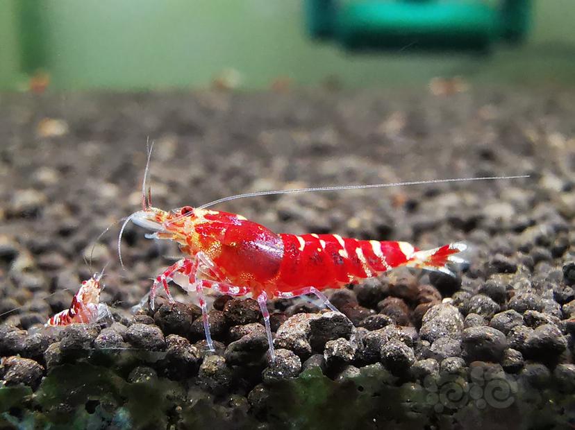 【虾】2023-04-24#RMB拍卖金属红幼虾一组6只-图2