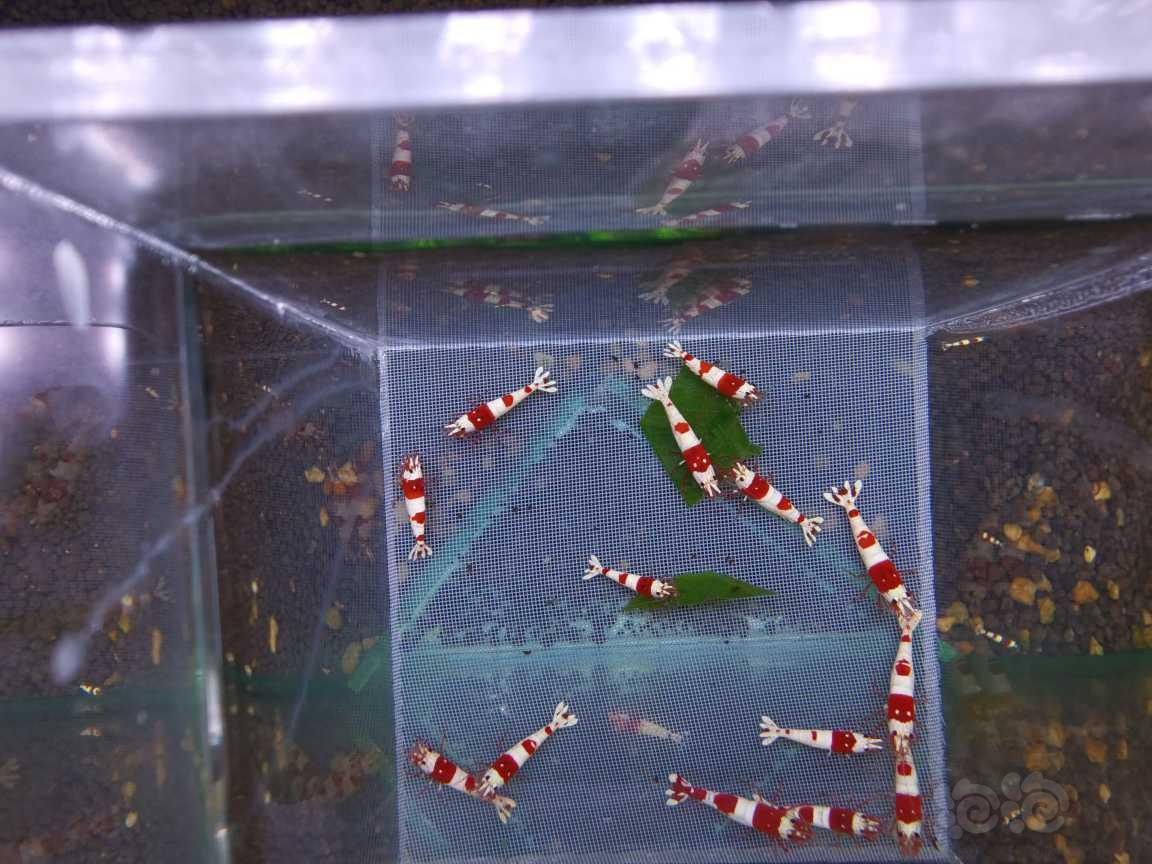【虾】2023-4-13#RMB拍卖#红白水晶虾30只-图5