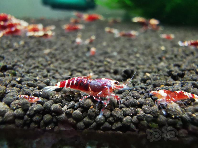 【虾】2023-04-05#RMB拍卖金属红幼虾一组6只-图1