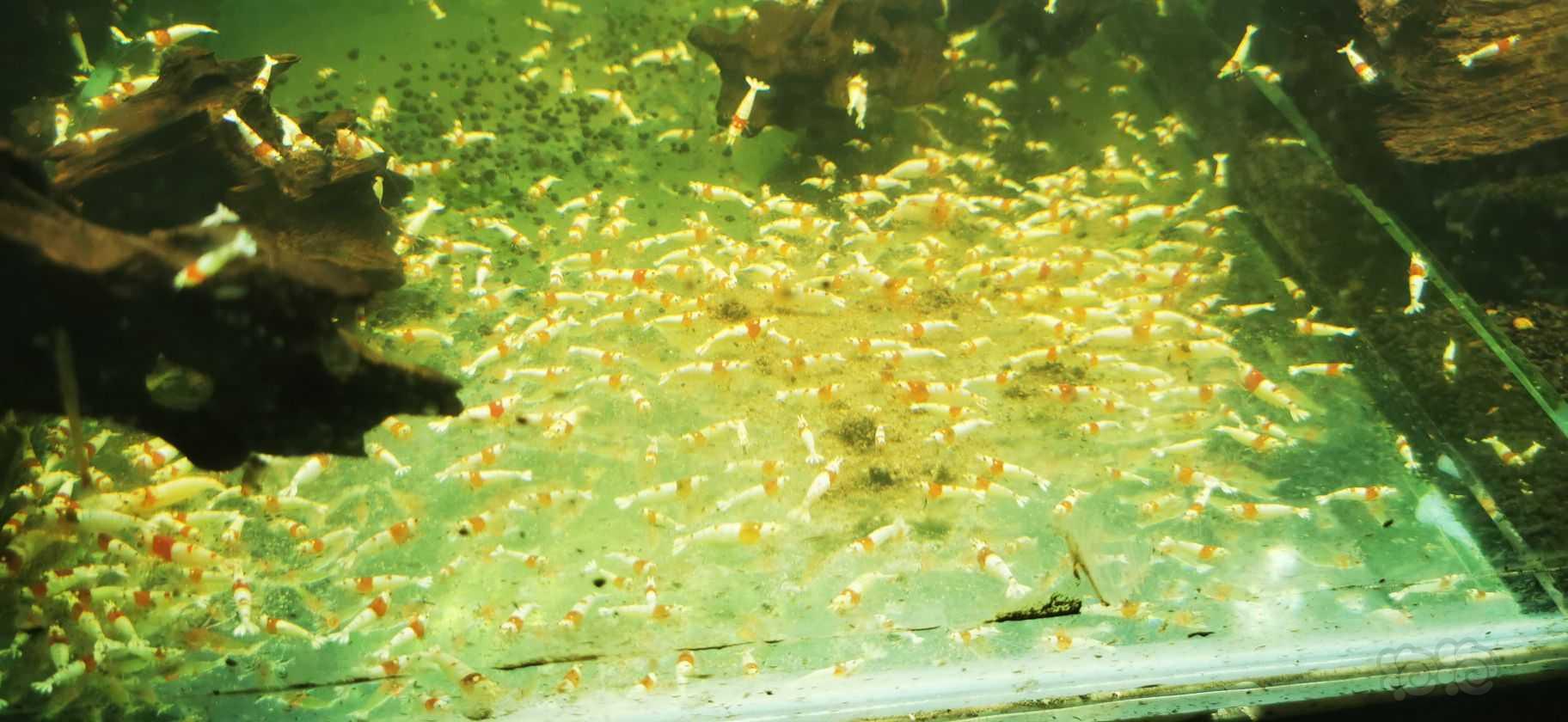 【水晶虾】出售红白母虾母虾母虾-图1
