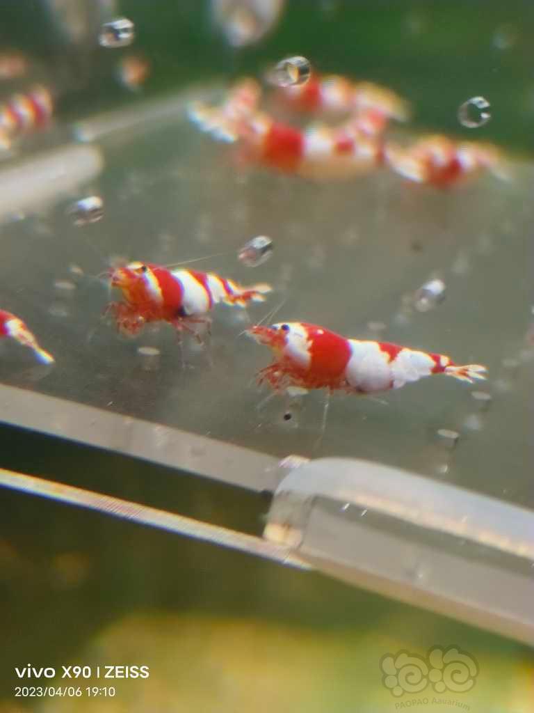 【水晶虾】【出售】纯血红白繁殖组15母5公
【份数】一份20只-图2