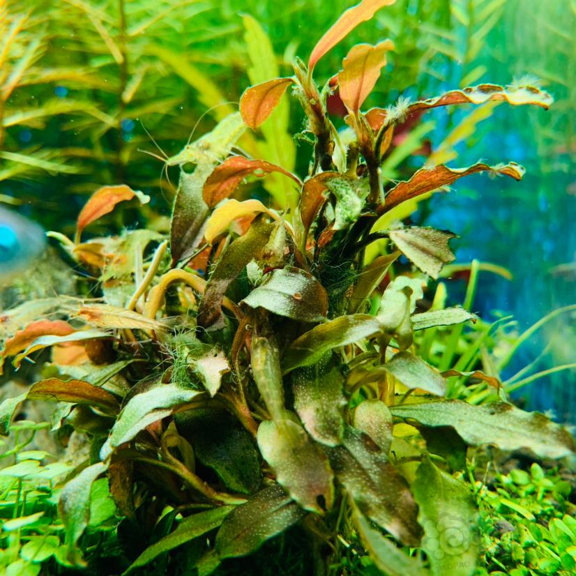 希望虾虾能拯救这颗藻树😂-图1