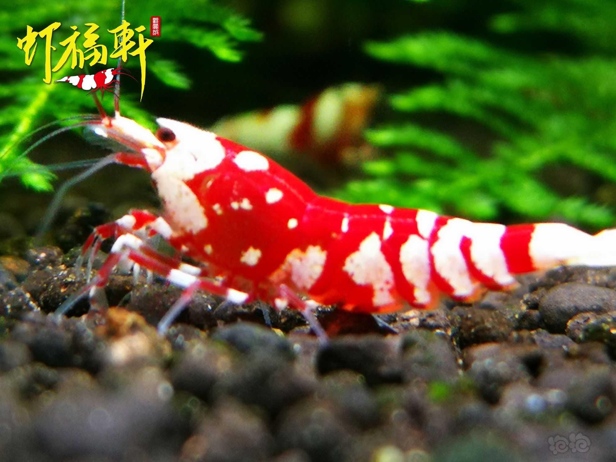 【虾】2023-04-20#RMB拍卖#优质红花虎2只-图2