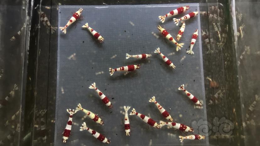 【水晶虾】出红白繁殖组-图5