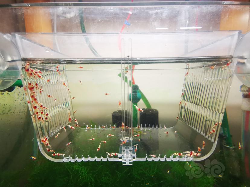 【虾】2023-04-14#RMB拍卖红白幼虾一组100只-图4