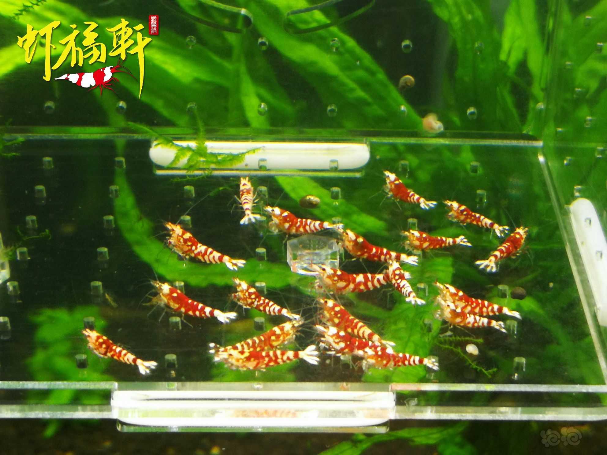 【虾】2023-04-15#RMB拍卖#红花虎苗20只-图3