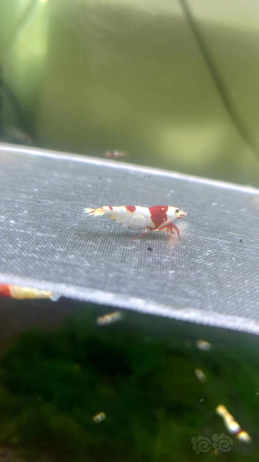 红白水晶虾-图2