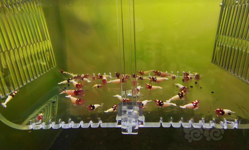 【虾】2023-04-06#RMB拍卖红洞头一组40只-图3