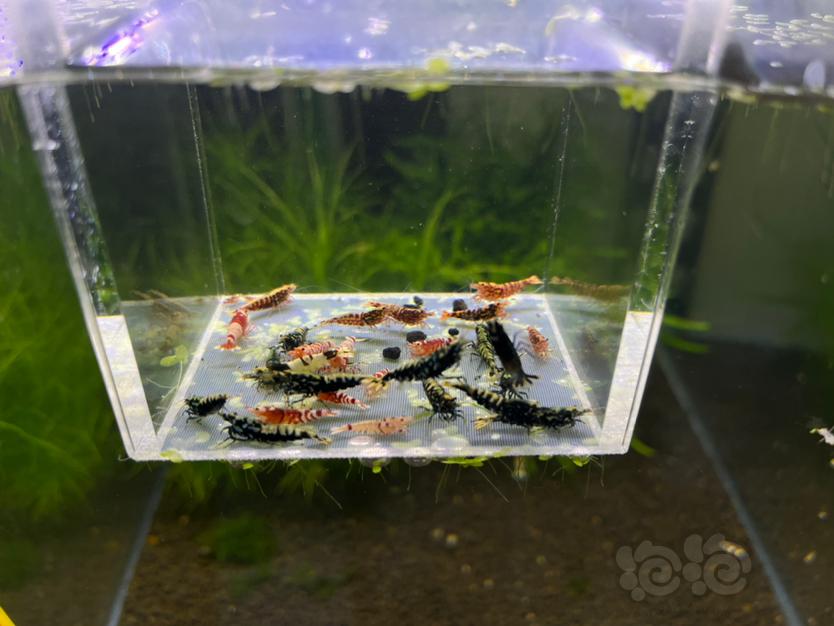 【水晶虾】杂虾，不知道多少只150元包邮-图2
