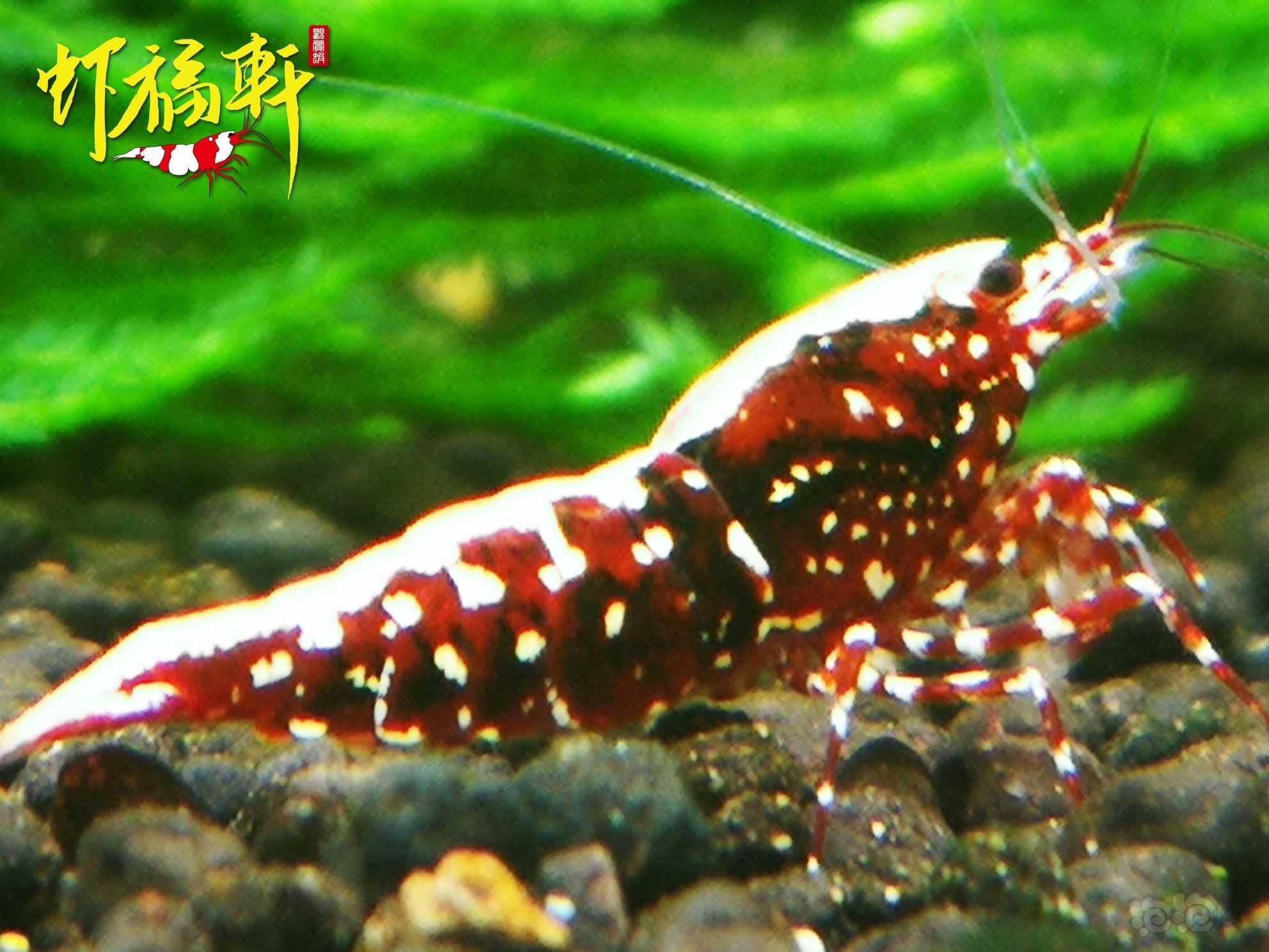 【虾】2023-04-19#RMB拍卖#深红银河2只-图1