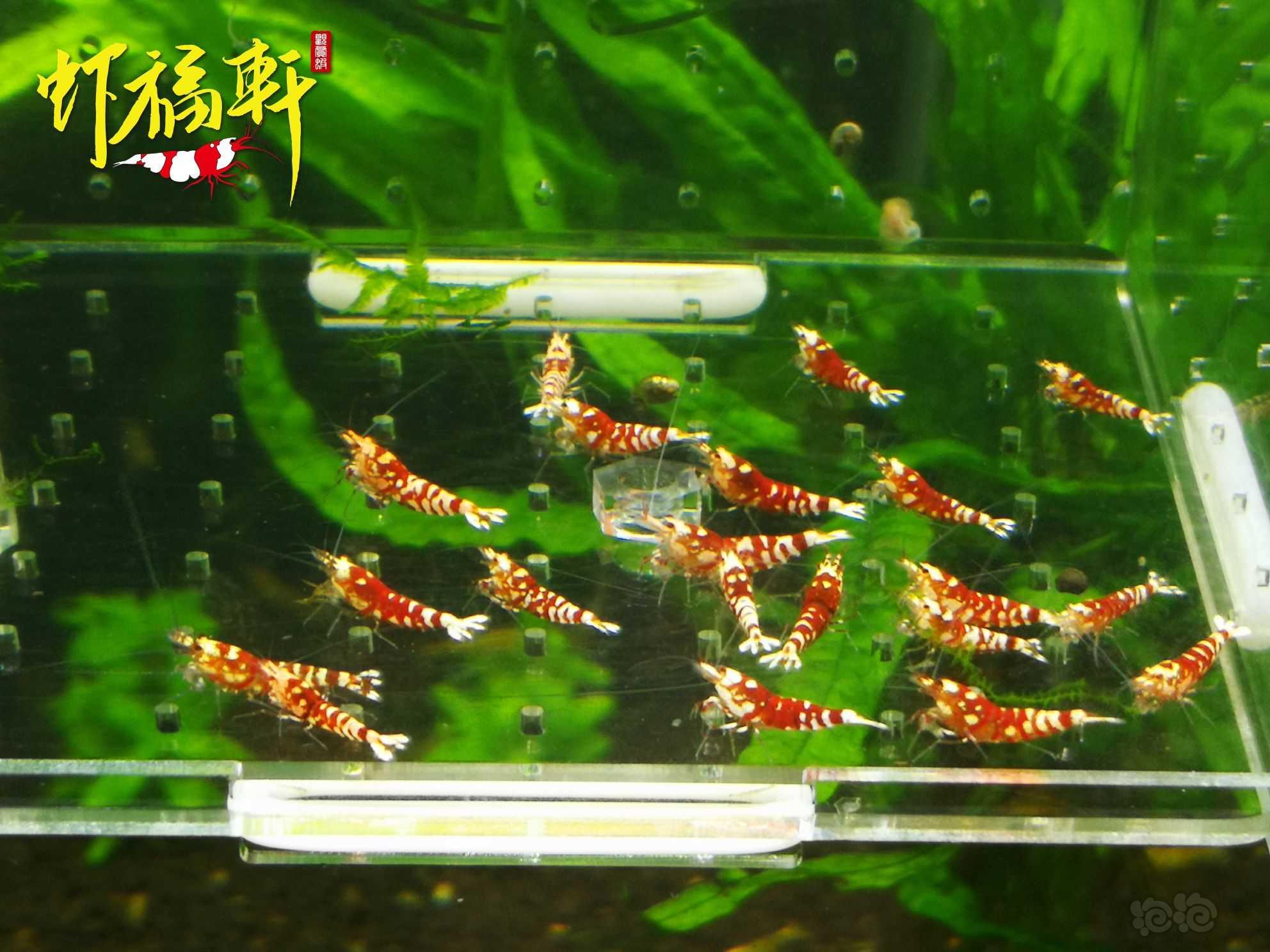 【虾】2023-04-15#RMB拍卖#红花虎苗20只-图2