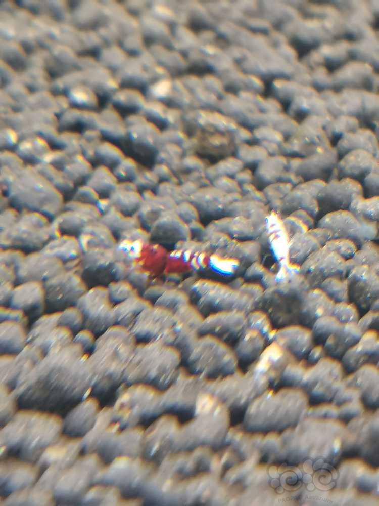 红花虎小虾有几只颜色挺深的-图2