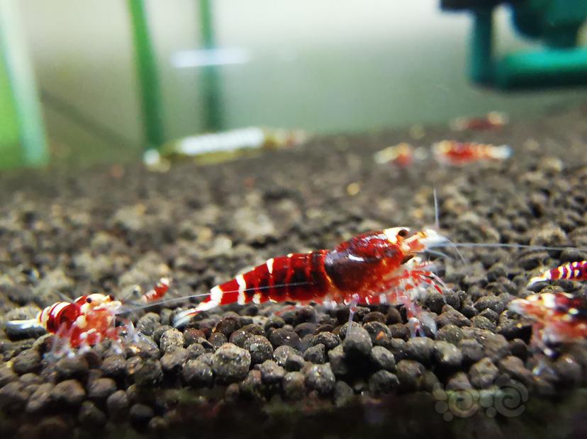 【虾】2023-04-05#RMB拍卖金属红幼虾一组6只-图6