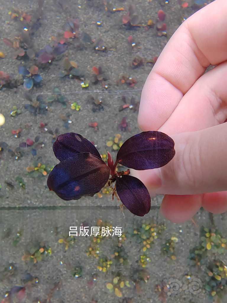 【水草】2023-04-18#RMB拍卖# 组合5颗辣椒榕-图4