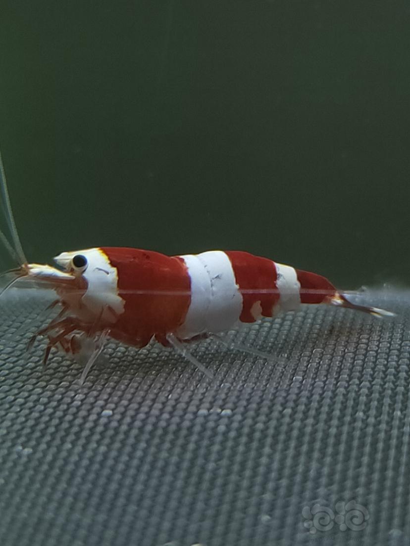 【水晶虾】红白水晶虾种公-图4
