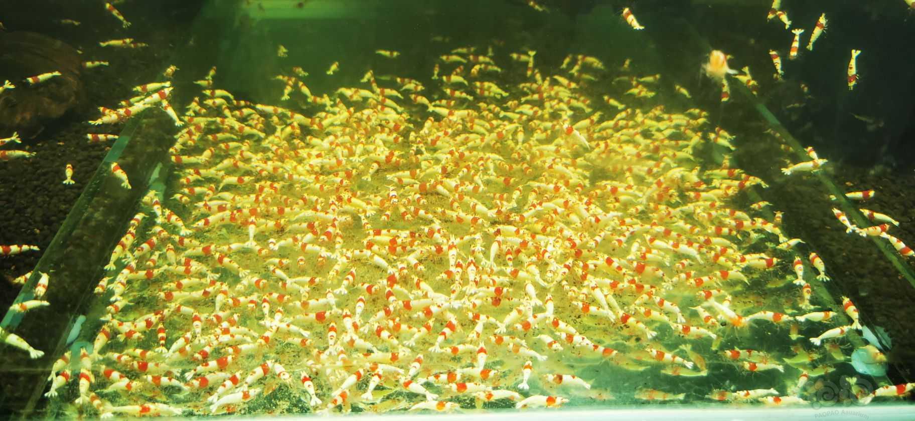 【水晶虾】出售红白水晶虾母虾-图1