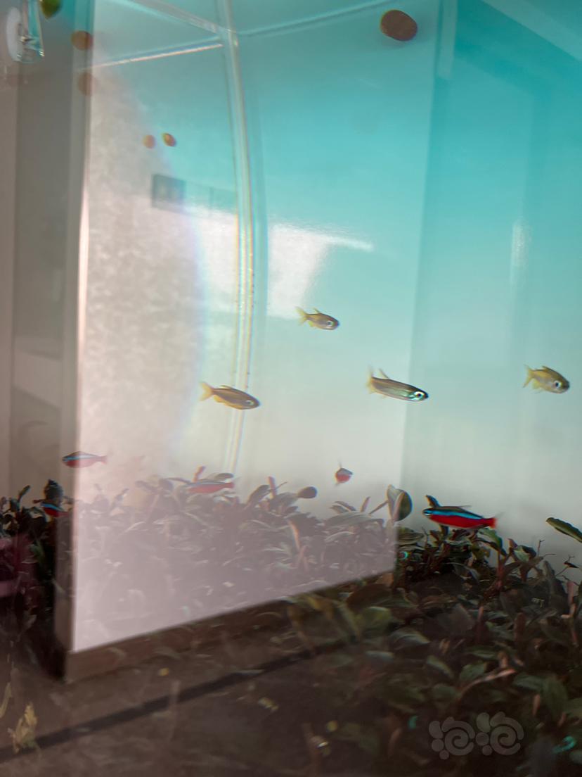 鱼缸壁，经常长绿斑藻。怎么生物处理好呀？-图1