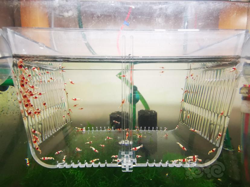 【虾】2023-04-14#RMB拍卖红白幼虾一组100只-图3