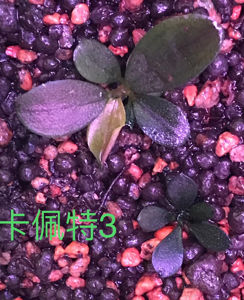 水上养殖的辣椒榕和水榕-图8