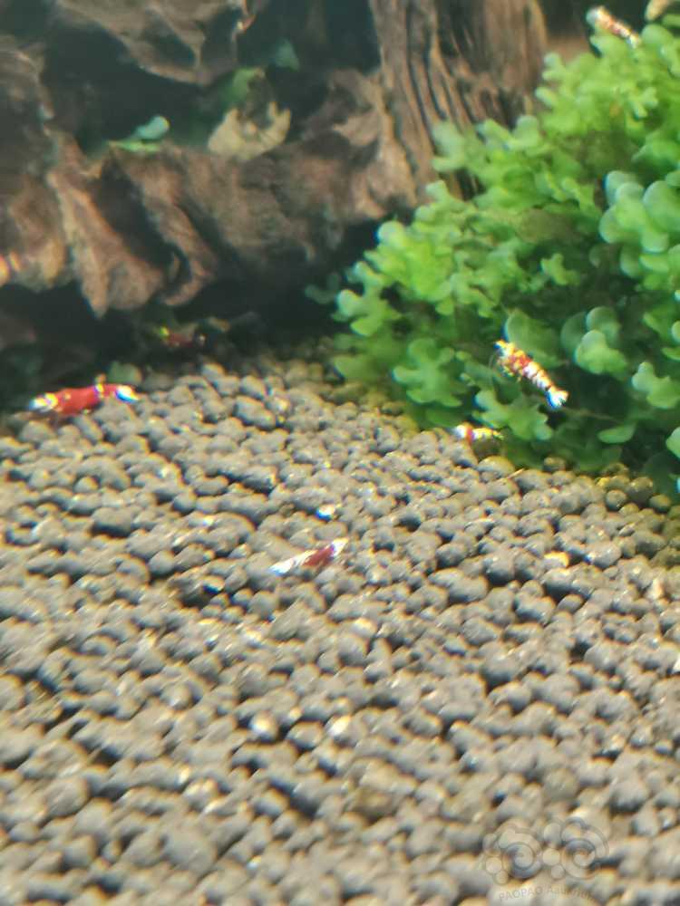 红花虎小虾有几只颜色挺深的-图5