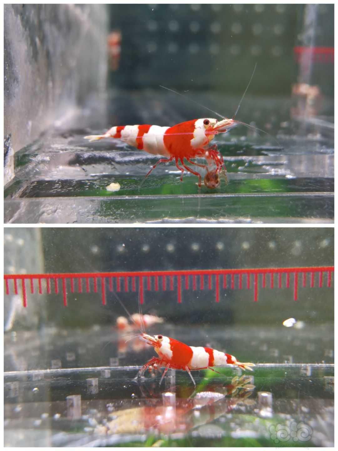 【虾】2023-4-13#RMB拍卖#红白水晶虾7只-图6
