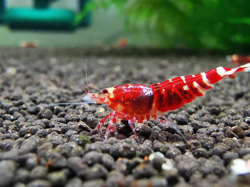 【虾】2023-04-24#RMB拍卖金属红幼虾一组6只-图1
