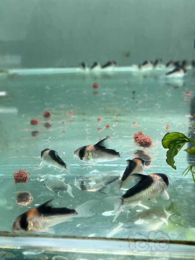 紫罗兰鼠鱼、黑金红头鼠鱼-图5