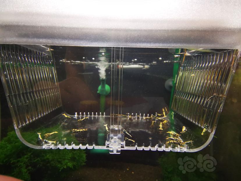 【虾】2023-04-24#RMB拍卖银河幼虾一组30只-图3