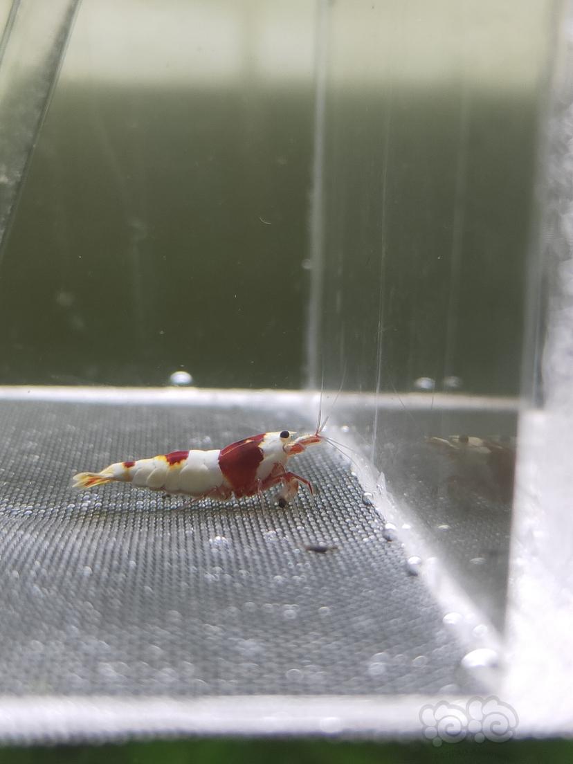 【水晶虾】红白水晶虾种公-图6