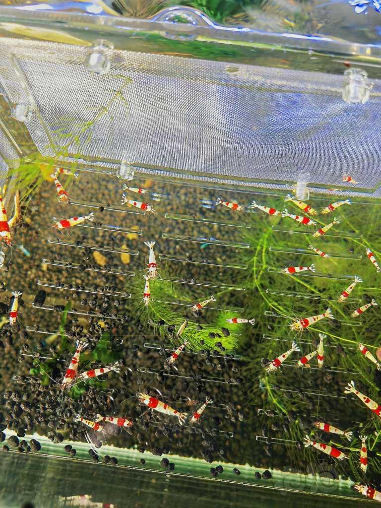 【虾】2023-04-11#RMB拍红白水晶虾60只-图1