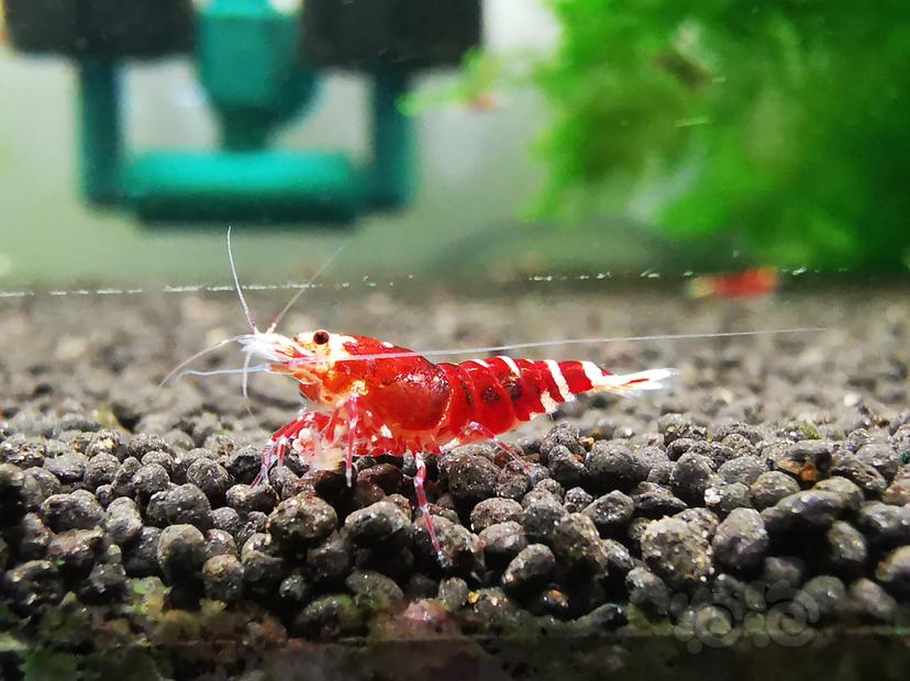 【虾】2023-04-24#RMB拍卖金属红幼虾一组6只-图5